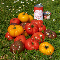 page-145---tomates_marmande-2.png