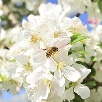 verger_pommes_bio_abeilles-32.JPG