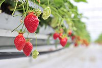 Fraises-label-rouge.JPG