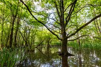 Reuserve-naturelle-de-la-Maziere.jpg