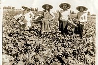 cueilleuses-haricots-2.jpg
