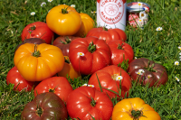 page-15---tomates_marmande-2.png