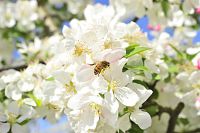 verger_pommes_bio_abeilles-3_ER.jpg