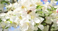 verger_pommes_bio_abeilles-3_ER_redim.jpg