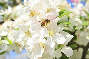 verger_pommes_bio_abeilles-3_ER_redim.jpg