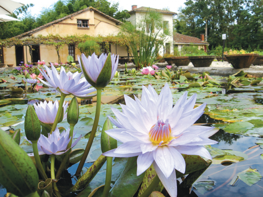 02---jardin-des-nenuphars.png