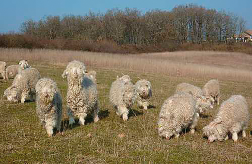 05---chevre-angora--copie-0-054--2-.png