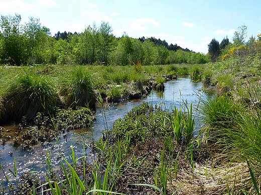 ENS-Rieucourt---restauration-zone-humide-1.JPG