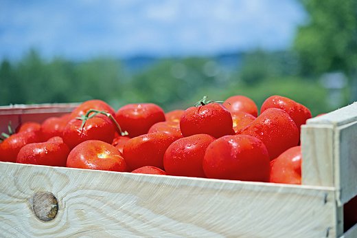 tomates_01.jpg