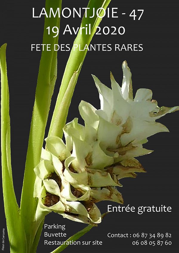 12---curcuma.jpg