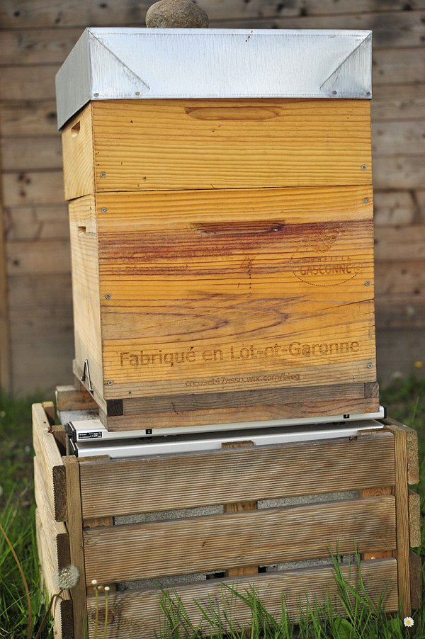 page-11---beeguard-_XCG8143.jpg