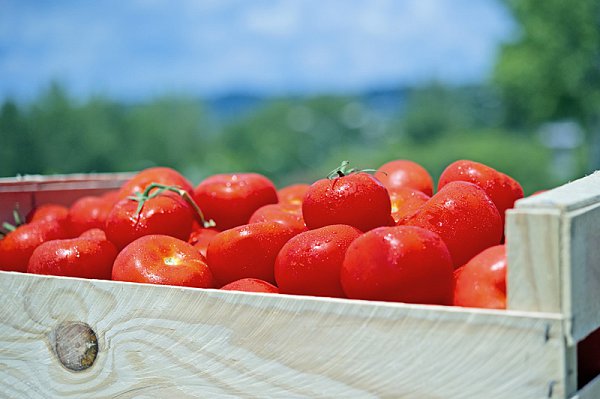 tomates_01.jpg